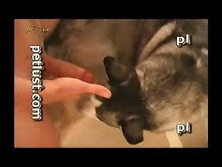 Petlust Guys And Bitches 6 Part 3