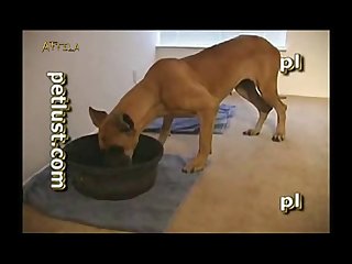 Petlust Guys And Bitches 6 Part 3