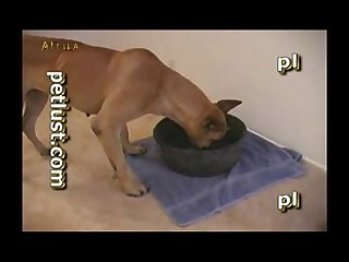 Petlust Guys And Bitches 6 Part 3