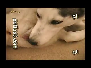 Petlust Guys And Bitches 6 Part 3