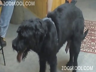 Exceedingly Sweater And That I Gave Each Dog And Teen Zoophileica A Kiss