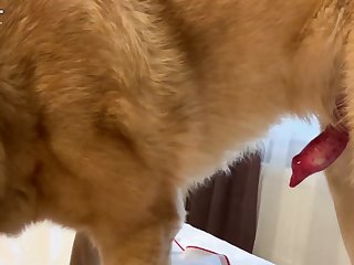Animalsexzoo