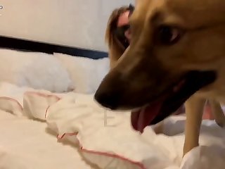 Animalsexzoo