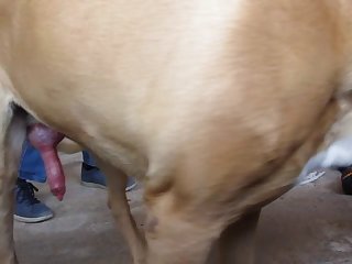 Animalpornbeast