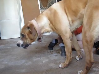 Animalpornbeast