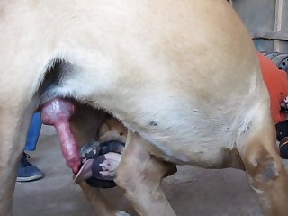 Animalpornbeast