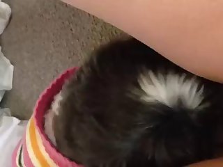 Video Por Dog