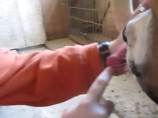 Video Porno