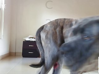 Czech Anal