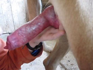 Video Porno