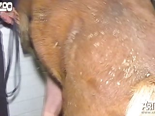 Xhamsterl Zoo Com
