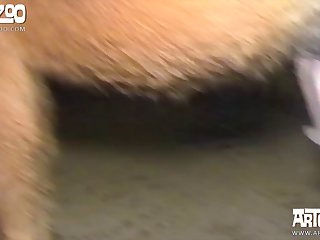 Xhamsterl Zoo Com