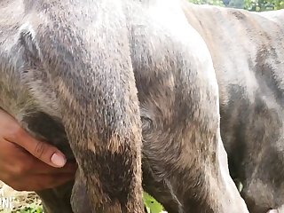 Cougar Bj