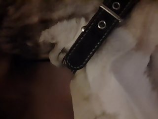 Mature Tube Com Zoo Z Xxx
