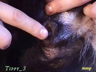 Tippy 3