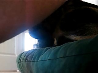 Man Fucks Dogs Ass