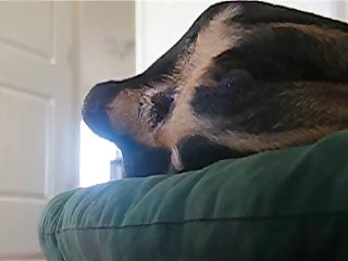Dobermanbitchbackdoor (2)