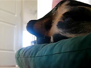 Man Fucks Dogs Ass