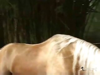 Mom And Horse Xxx
