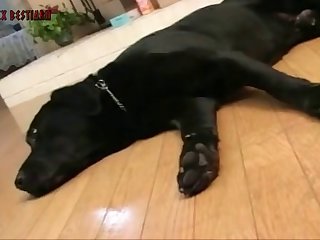 Dog Xxx Tube
