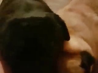 Homemade Amateur Anal