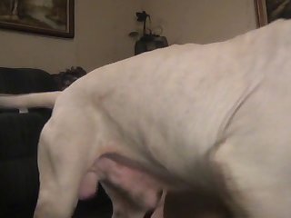Free Gay Por Dog