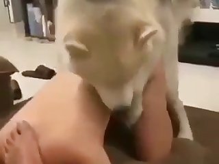 Adult Movies On Showtime