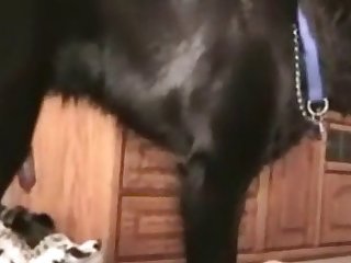 Animal Videos Animal Videos