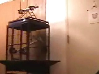 Animal Videos Animal Videos
