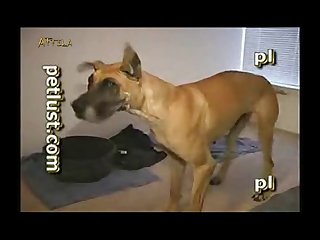 3d Videos