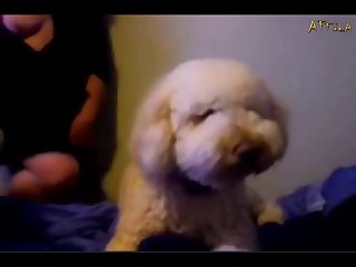 Webcam Girl Lick With Two Dogs
