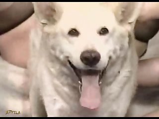 Download Video From Website