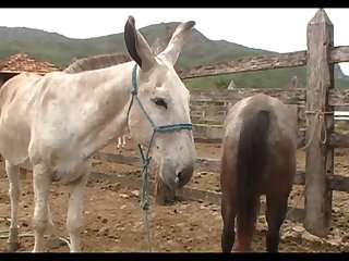 Lupe Vs Donkey Scene 05