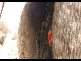 Lupe Vs Donkey Scene 05