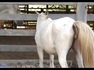 Show Of Mare