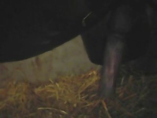 Ponymating